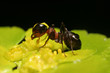 Ant