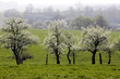 Mirabelliers en fleurs