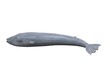 blue whale