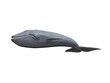 Whale