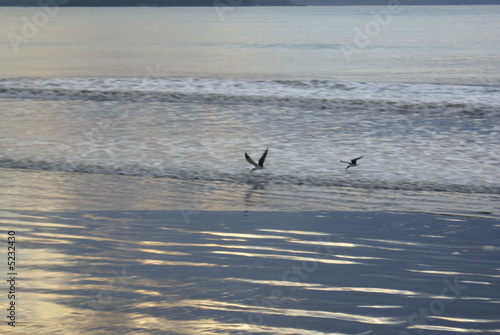 Photo: Seagulls Gaivotas Seagulls Gaivotas