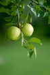 pommes