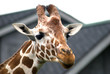 Girafface