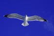 vol goeland