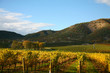 Vineyard in Autumn