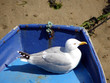 Goéland assis sur barque bleue