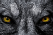 regard de predateur regard de predateur