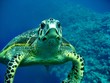 Carretta Schildkröte