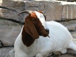 Goat looking