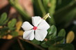 Pervenche de Madagascar