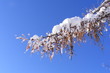 schneezauber