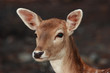 Fallow deer