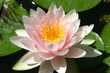 Seerose Seerose