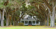 Photo: Tree lined lane leading to southern home in background Tree lined lane leading to southern home in background