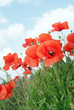 Mohnblume