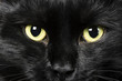 Images : black cat