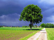 Path with tree before a storm