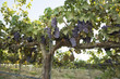Foto: Grapevines with Bunches of Grapes Grapevines with Bunches of Grapes
