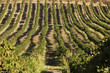 Rows of Grapevines