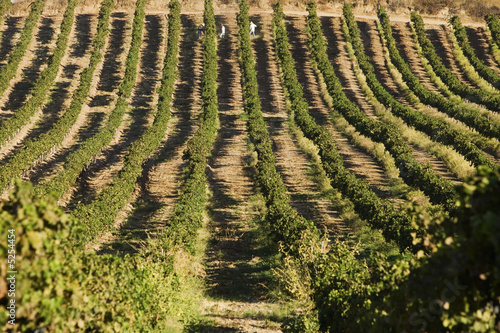 Foto: Rows of Grapevines Rows of Grapevines