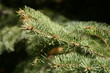 Evergreen Branch Evergreen Branch