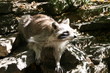 Raccoon on Rocks Raccoon on Rocks