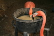 Flamingos Drinking Flamingos Drinking