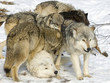 Wolf pack interaction Wolf pack interaction