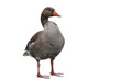 Greylag goose isolated on white