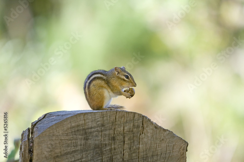 Photo: chipmunk chipmunk