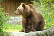 Braunbär