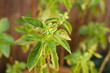 Basil