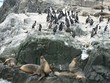 FauneAntarctique