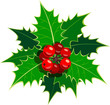 Sprig of European holly 