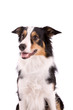 Sheepdog