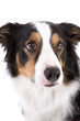 Sheepdog portrait