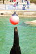 Seal Show