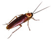 cockroach 02 isolated cockroach 02 isolated