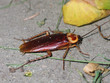 cockroach 01 cockroach 01