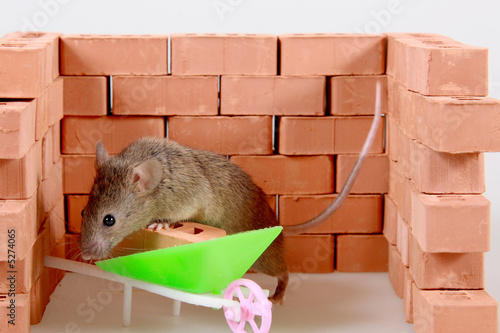 Forum Image: http://t1.ftcdn.net/jpg/00/05/27/40/400_F_5274065_ivo1vwoqUdWSH9iN3GQ0FMLg2NebNwWw.jpg