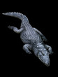 Nile Crocodile