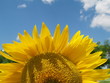 sunflower sunflower