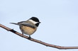 Chickadee bird