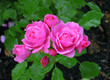 roses