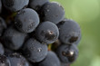 coronation grapes - macro