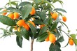 Kumquat tree on white