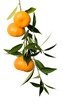Citrus with ripe fruits and leaves on white