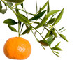 Tangerine branch with fruit and leaves on white