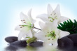 madonna lily and spa stone madonna lily and spa stone