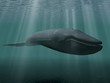 Blue whale
